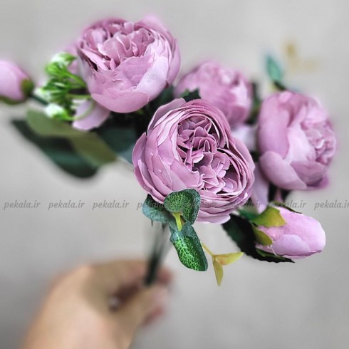 بوته گل پیونی بنفش